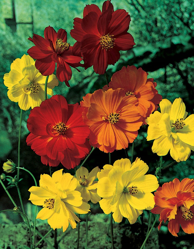 Sulfur Cosmos mixed colors 100 Seeds Vesta Market