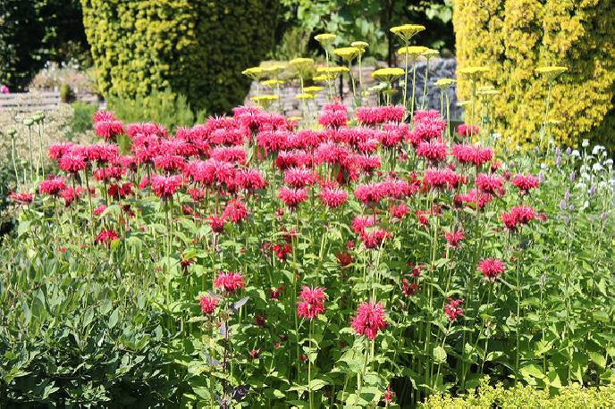 Monarda Mix Colors Bee Balm Monarda didyma 50 seeds - Vesta Market