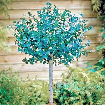Silver Dollar Tree, Eucalyptus cinerea  20 seeds Vesta Market
