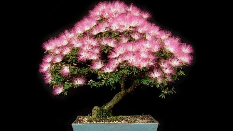 Stunning Persian Silk Tree 10 seeds Vesta Market