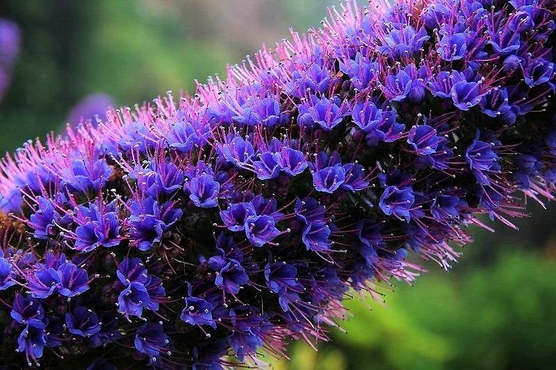 Extremely Rare Echium Candicans, Pride of Madeira 5 seeds - Vesta Market