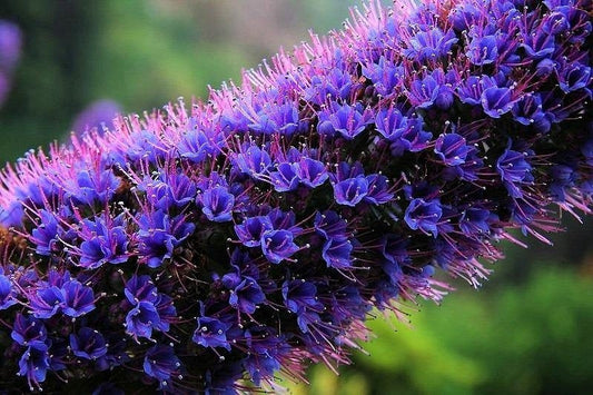 Extremely Rare Echium Candicans, Pride of Madeira 5 seeds - Vesta Market