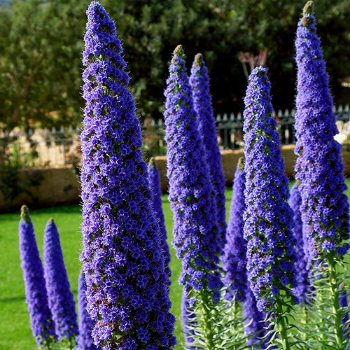 Extremely Rare Echium Candicans, Pride of Madeira 5 seeds - Vesta Market