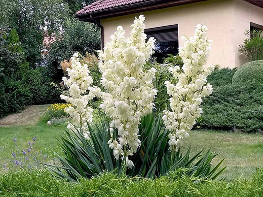 Adam's Needle, Yucca filamentosa 20 seeds - Vesta Market