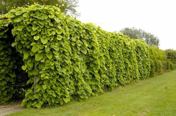Beautiful Birthwort, Aristolochia Manshuriensis 5 seeds - Vesta Market