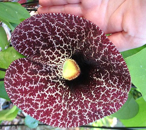 Beautiful Birthwort, Aristolochia Manshuriensis 5 seeds - Vesta Market