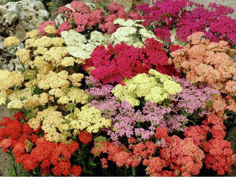 Common Yarrow Flower Achillea millefolium mix colors 200 seeds - Vesta Market