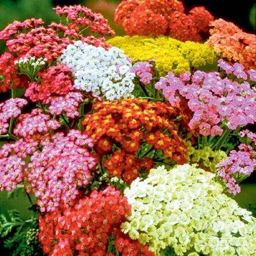 Common Yarrow Flower Achillea millefolium mix colors 200 seeds - Vesta Market