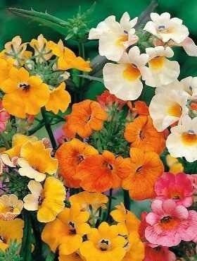 NEMESIA STRUMOSA Flower / Nemesia strumosa / 50 mixed colors seeds / non GMO - Vesta Market