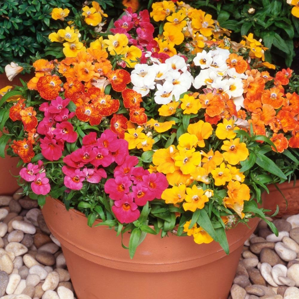 NEMESIA STRUMOSA Flower / Nemesia strumosa / 50 mixed colors seeds / non GMO - Vesta Market
