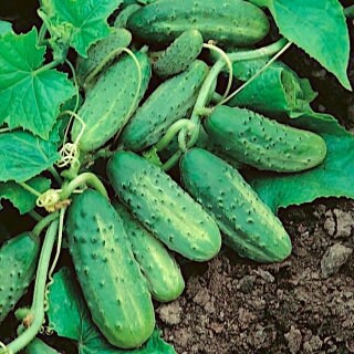 Cucumber Wisconsin SMR 58, 200 seeds - Vesta Market