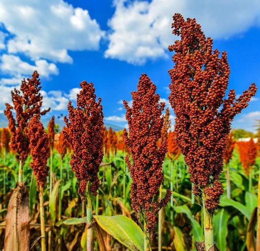 Black Sorghum 50 seeds - Vesta Market