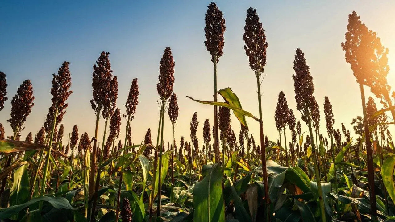Black Sorghum 50 seeds - Vesta Market