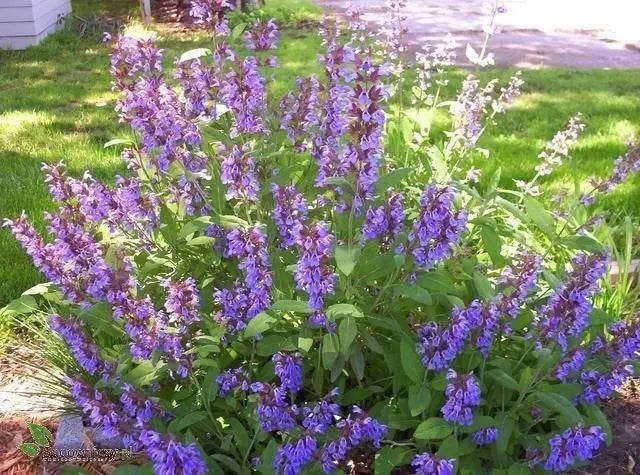Common Sage Seeds – 70 Seeds – Salvia officinalis – VestaMarket.pl