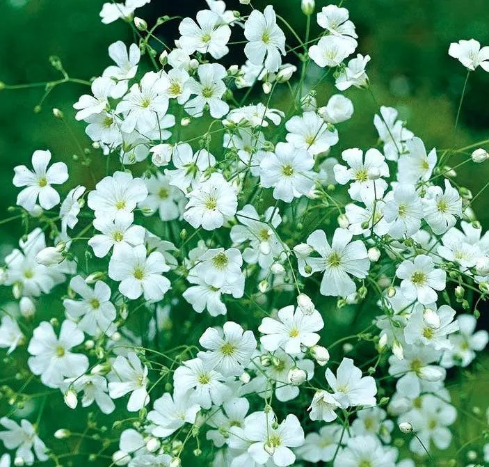 Covent Garden Summer Gypsophila - white 200 seeds - Vesta Market