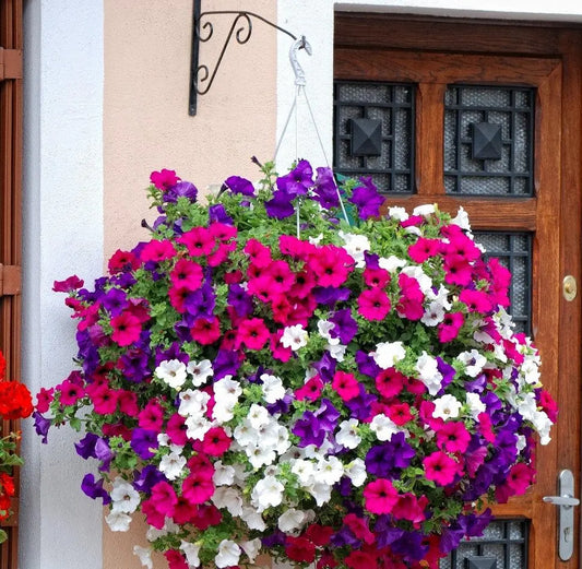 Petunia - A balcony mix - Vesta Market