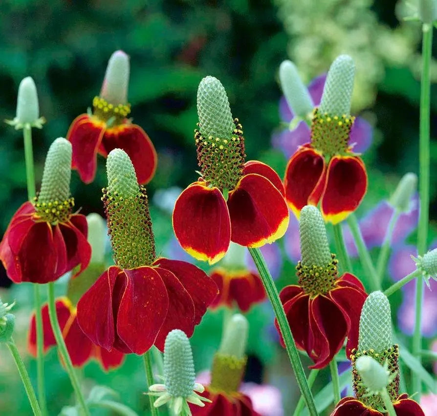 Ratibida Flower Seeds Vesta Market