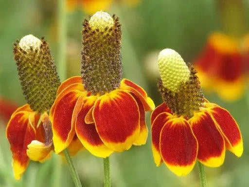 Ratibida Flower Seeds Vesta Market
