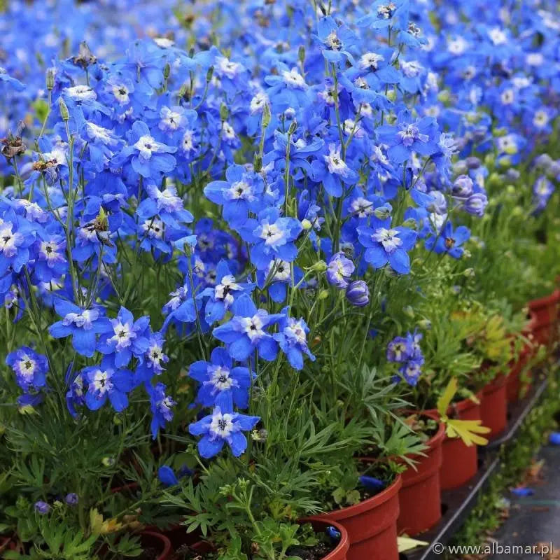 Siberian Larkspur 300 seeds Vesta Market
