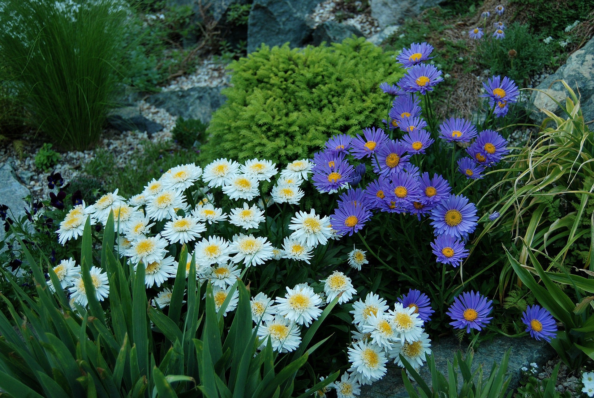 Alpine Aster Mixed Colors 100 seeds - Vesta Market