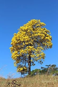 Tabebuia Chrysantha Yellow 3 seeds Vesta Market