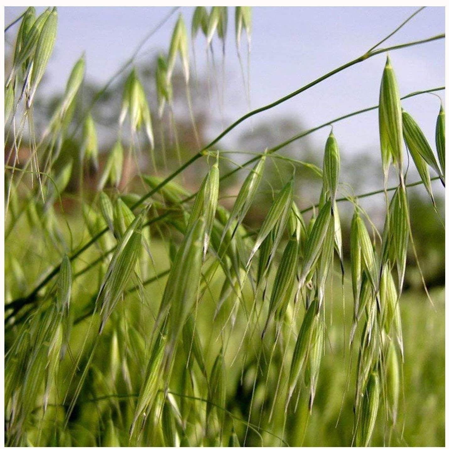 Avena Sativa The Oat Grains 30 grams of seeds ( 5000 seeds ), non GMO - Vesta Market
