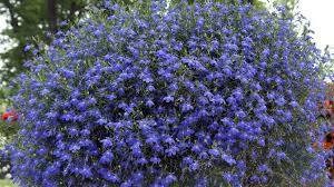 Cape Blue Lobelia - Reedis 200 seeds, non GMO - Vesta Market
