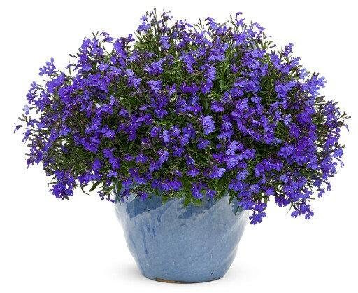 Cape Blue Lobelia - Reedis 200 seeds, non GMO - Vesta Market