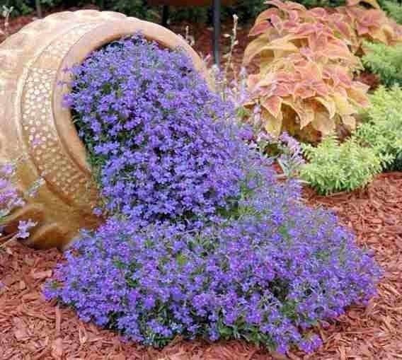 Cape Blue Lobelia - Reedis 200 seeds, non GMO - Vesta Market