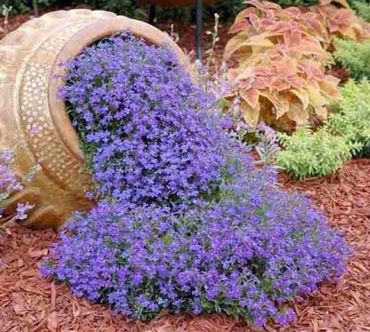 Cape Blue Lobelia - Reedis 200 seeds, non GMO - Vesta Market