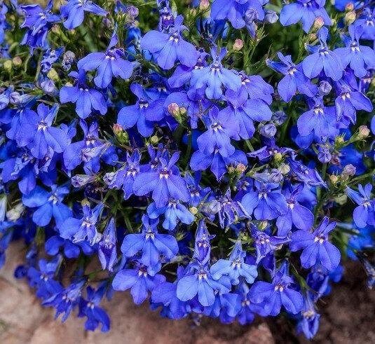 Cape Blue Lobelia - Reedis 200 seeds, non GMO - Vesta Market