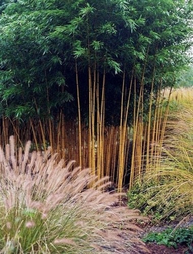 Giant Bamboo Moso 3 seeds - Vesta Market