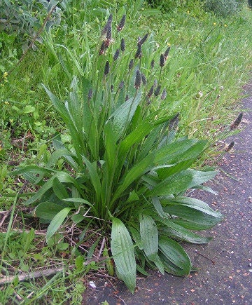 Ribwort Plantain Dried Leaves BIO Organic 25g 0.88 oz Vesta Market