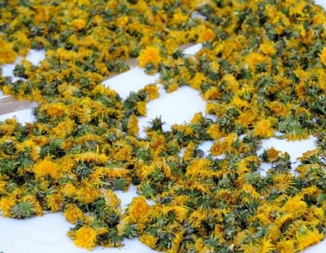Dried Dandelion Flower BIO Organic 25g / 0.88 oz - Vesta Market