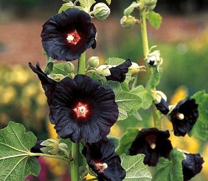 Dried Organic Black Mallow Flowers 25g / 0.88 oz - Vesta Market