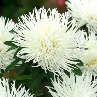 Aster Tall Needle Beata 200 seeds, non GMO, fresh, easy to grow - Vesta Market