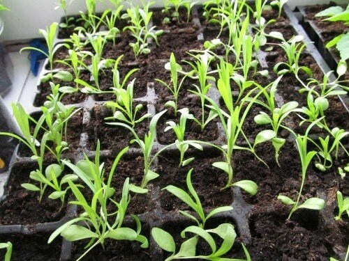 Carnation Seeds 20 seeds, fresh, easy to grow - Vesta Market