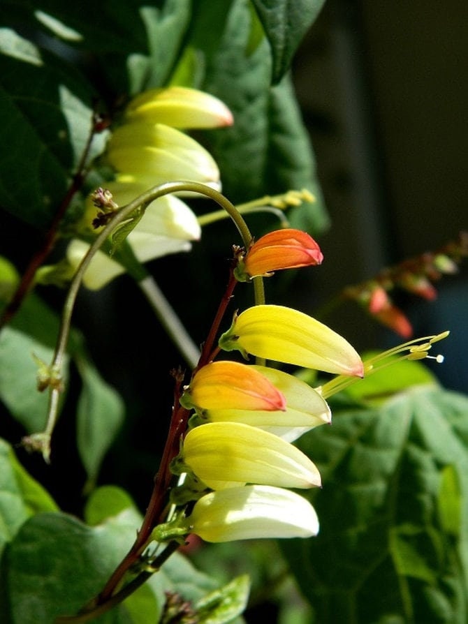 Firecracker Vine 20 seeds, fresh, easy to grow - Vesta Market