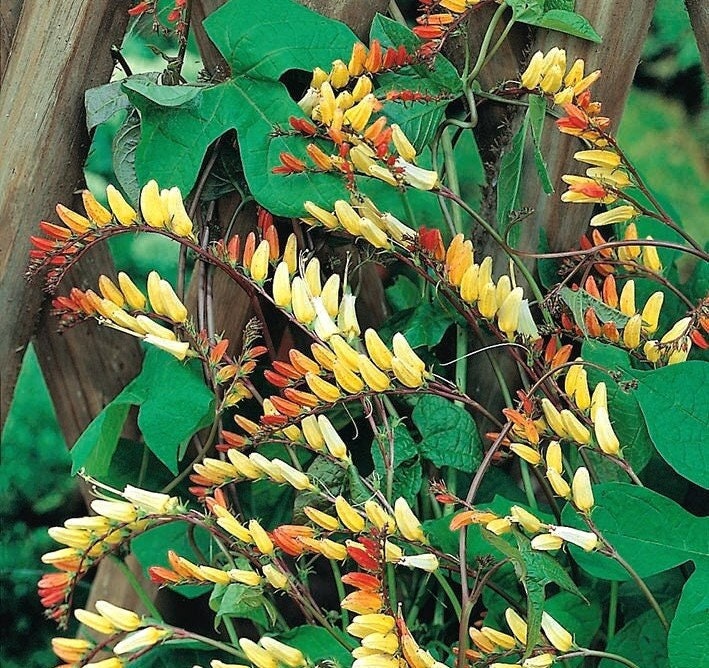 Firecracker Vine 20 seeds, fresh, easy to grow - Vesta Market