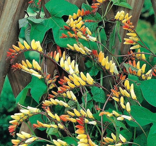 Firecracker Vine 20 seeds, fresh, easy to grow - Vesta Market