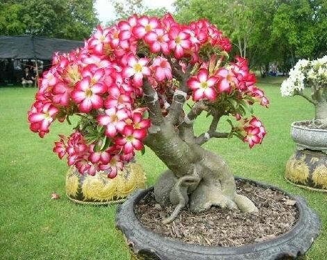 Adenium Obesum 3 seeds, fresh, easy to grow - Vesta Market