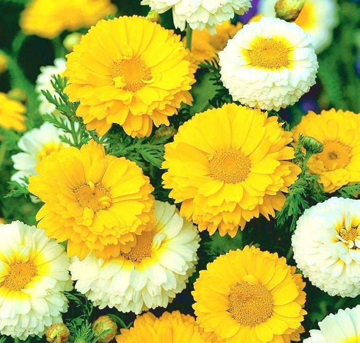 Crown Daisy 300 seeds, fresh, easy to grow - Vesta Market