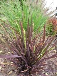 Black Madras Ornamental Rice (Oryza sativa) 50 seeds, non GMO, fresh, easy to grow - Vesta Market