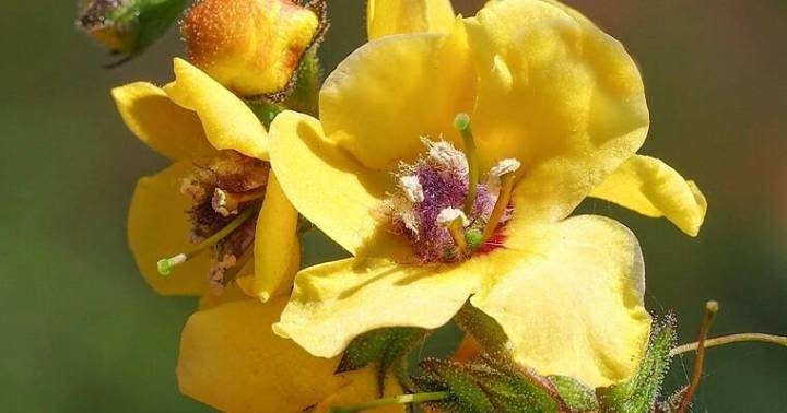 Dried Mullein Flower 25g 0.88 oz - Vesta Market