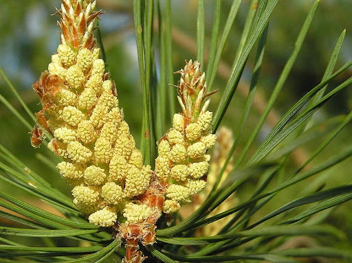 Pine Buds Dried 50g 1.76 oz - Vesta Market