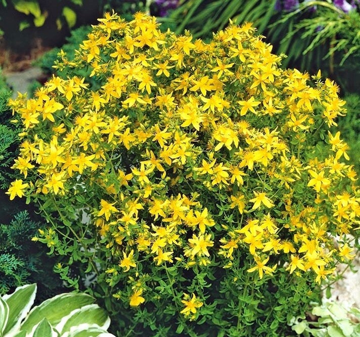 St. John's Wort Dried Tea BIO Organic 50g 1.76 oz Vesta Market