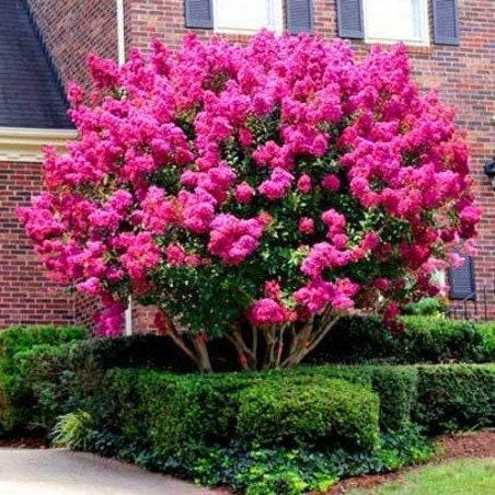 Crepe Myrtle 5 seeds Flowering for 120 days, fresh, easy to grow - Vesta Market
