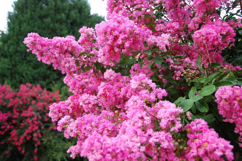 Crepe Myrtle 5 seeds Flowering for 120 days, fresh, easy to grow - Vesta Market