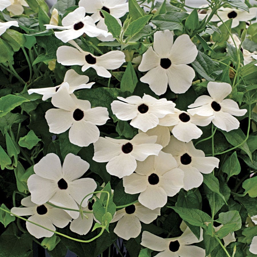 Orange Tunbergia or White 10 Seeds, non GMO, fresh, easy to grow - Vesta Market