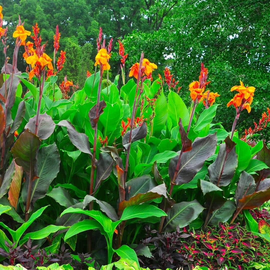 indian shot plant seeds Canna indica Seeds